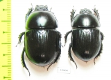 Geotrupes stercorarius, pair  Russia, Tver reg. - INSECTS-STORE.RU