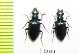 Carabidae sp.  Solomon isls. - INSECTS-STORE.RU
