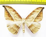 Oxydia augusta  Peru - INSECTS-STORE.RU