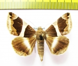 Noctuidae sp.  Nepal - INSECTS-STORE.RU