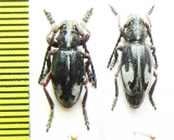 Dorcadion purkynei, pair  Greece - INSECTS-STORE.RU