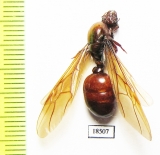 Formicidae sp.  Indodesia, Sanana isl. - INSECTS-STORE.RU
