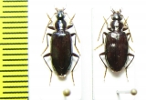 Carabidae sp.  Vietnam - INSECTS-STORE.RU