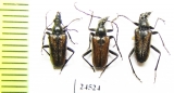 Gnathacmaeops pratensis  Russia, Krasnoyarsk reg. - INSECTS-STORE.RU
