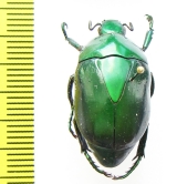 Macraspis peruviana  Peru - INSECTS-STORE.RU