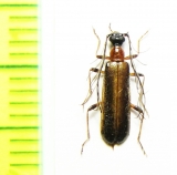 Pogonocerus thoracicus, male  Abkhazia - INSECTS-STORE.RU