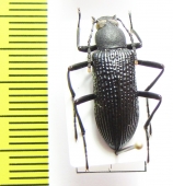 Tenebrionidae sp.  Nepal - INSECTS-STORE.RU