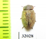 Sperheus emarginatus  Russia, Tuva reg. - INSECTS-STORE.RU