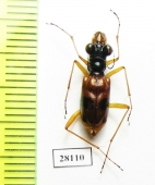 Therates bipunctatus  Indonesia, Sulawesi - INSECTS-STORE.RU