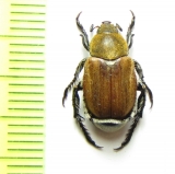 Brancoplia leucaspis  Turkmenistan - INSECTS-STORE.RU