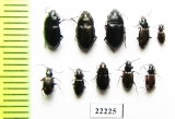 Carabidae sp.  Russia, Tver reg. - INSECTS-STORE.RU