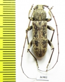 Cerambycidae sp.  South Africa Rep. - INSECTS-STORE.RU
