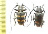Pycnopsis brachyptera, pair  Zambia - INSECTS-STORE.RU