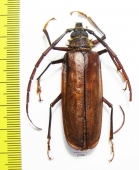 Derobrachus procerus  Honduras - INSECTS-STORE.RU