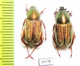 Glaphyrus micans, pair  Armenia - INSECTS-STORE.RU