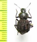 Tenebrionidae sp.  Sri Lanka - INSECTS-STORE.RU