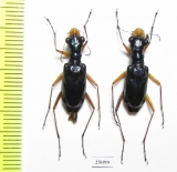 Therates labiatus  Indonesia, Sulawesi - INSECTS-STORE.RU