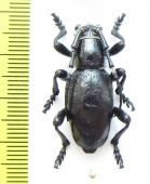 Moneilema gigas  USA - INSECTS-STORE.RU