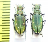 Cicindela rhodoterena, pair  Turkmenistan - INSECTS-STORE.RU