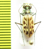 Cicindelinae sp.  Ghana - INSECTS-STORE.RU