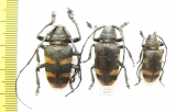 Pycnopsis brachyptera, pair  Zambia - INSECTS-STORE.RU