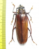 Derobrachus procerus  Honduras - INSECTS-STORE.RU