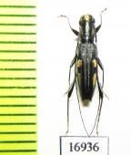 Cerambycidae sp.  New Caledonia - INSECTS-STORE.RU