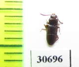 Tenebrionidae sp.  Thailand - INSECTS-STORE.RU