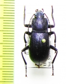 Helops glabriventris  Turkey - INSECTS-STORE.RU