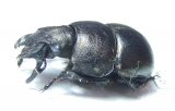 Lethrus appendiculatus, male  Tajikistan - INSECTS-STORE.RU
