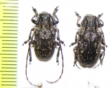 Mesosa japonica, pair  Japan - INSECTS-STORE.RU