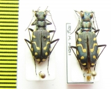 Cicindela haemorrhagica, pair  USA - INSECTS-STORE.RU