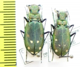Cicindela rhodoterena, pair  Turkmenistan - INSECTS-STORE.RU