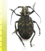 Phantasis sp.  Zambia - INSECTS-STORE.RU