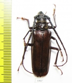 Derobrachus longicornis?  Panama - INSECTS-STORE.RU