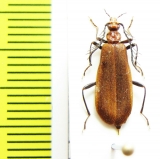 Pseudopyrochroa fascialis  Japan - INSECTS-STORE.RU