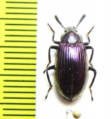 Tenebrionidae sp.  Thailand - INSECTS-STORE.RU