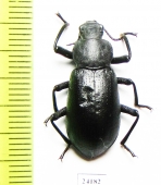 Iphthiminus italicus bellardi  Turkey - INSECTS-STORE.RU