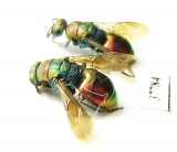 Chrysididae sp.  Russia, Moscow reg. - INSECTS-STORE.RU