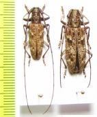 Monochamus carolinensis, pair  USA - INSECTS-STORE.RU