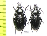 Carabus (Semnocarabus) carbonicolor callosus  Kazakhstan - INSECTS-STORE.RU