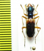 Therates sp.  Indonesia, Papua - INSECTS-STORE.RU