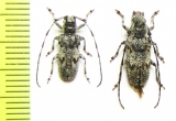 Mesosa poecila, pair  Japan - INSECTS-STORE.RU