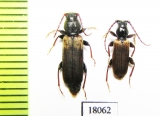 Tetropium fuscum, pair  Russia, Tver reg. - INSECTS-STORE.RU
