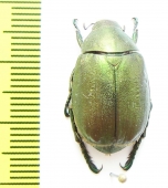 Anomala mongolica  Korea - INSECTS-STORE.RU