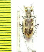 Cicindela hamata ? pallifera  USA, NM - INSECTS-STORE.RU