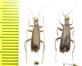 Epicauta grammica  Paraguay - INSECTS-STORE.RU