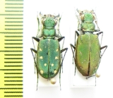 Cicindela rhodoterena, pair  Turkmenistan - INSECTS-STORE.RU