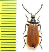 Pseudopyrochroa lateralis  Russia, Far East - INSECTS-STORE.RU