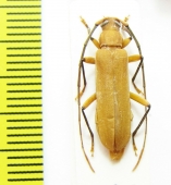 Cerambycidae sp.  Malaysia, Borneo - INSECTS-STORE.RU